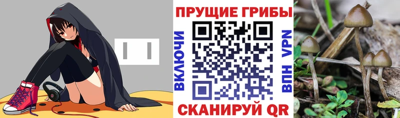 нарко площадка как зайти где можно купить наркотик Михайловка Псилоцибиновые грибы прущие грибы